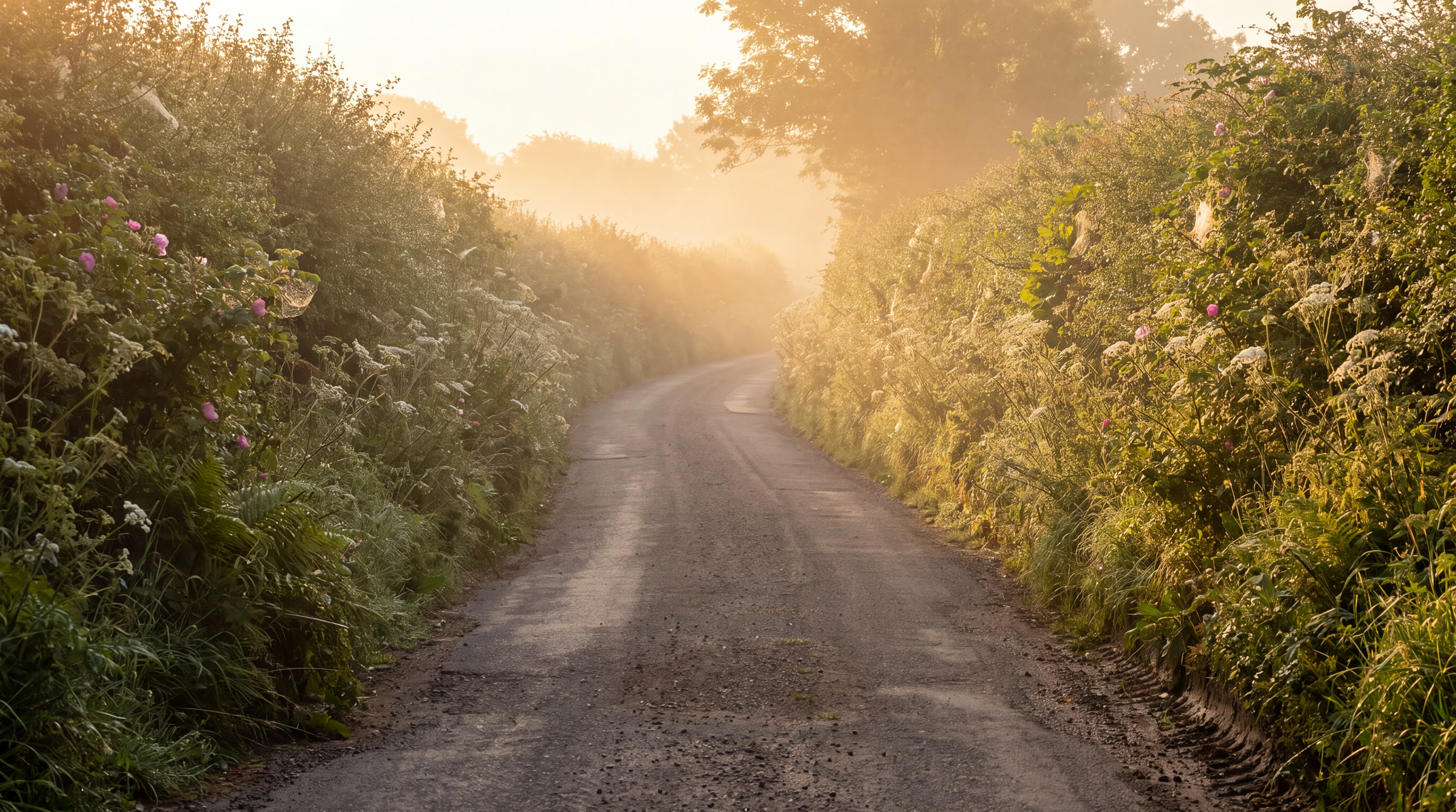Country lane at sunrise between tall hedgerows dotted with wild roses and cow parsley