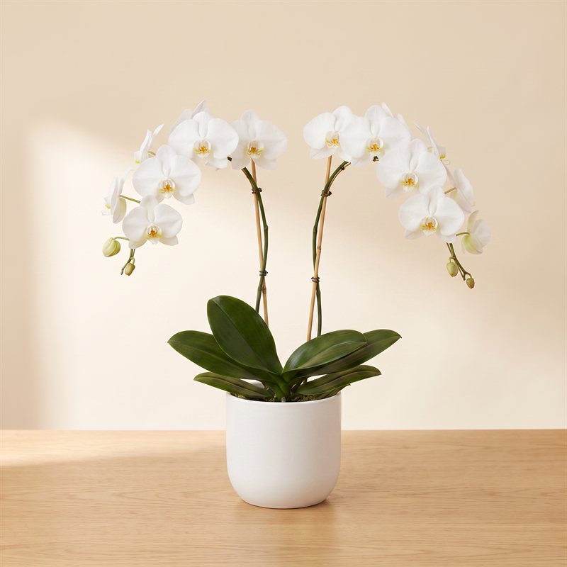 White phalaenopsis orchid in a ceramic pot